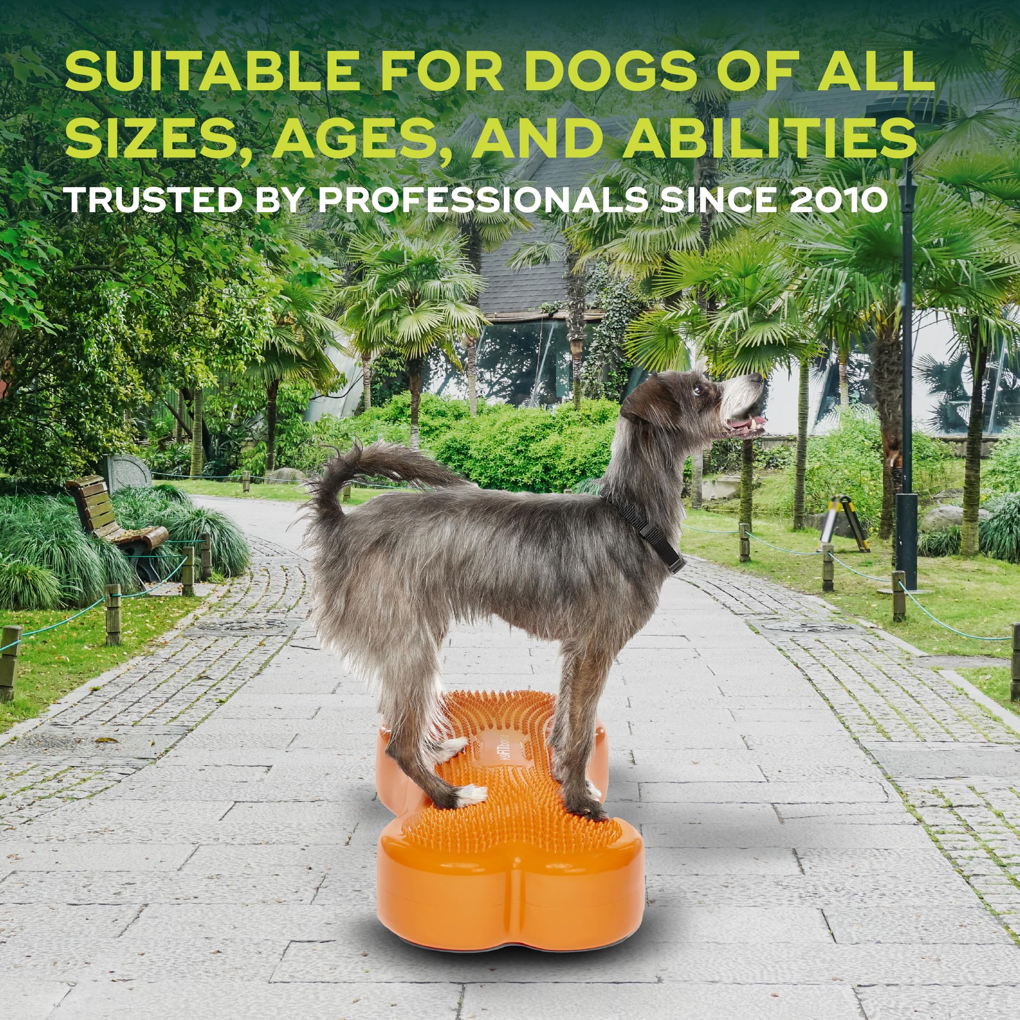 FitPAWS® K9 FITbone CanineGym® ドッグバランス Amazon.com: FitPAWS® K9FITbone® - Regular, Orange | Dog